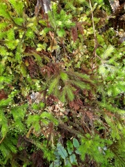 Dendroligotrichum tongariroense