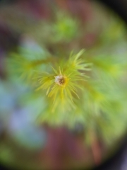 Dendroligotrichum tongariroense