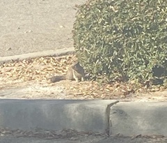 Otospermophilus beecheyi