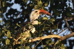 Tockus erythrorhynchus