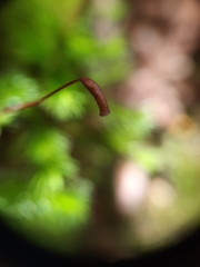 Dendroligotrichum tongariroense