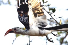 Tockus erythrorhynchus