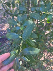 Rhamnus alaternus