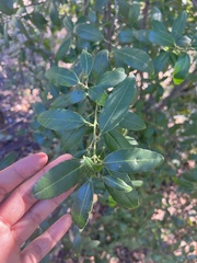Rhamnus alaternus
