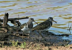 Rostratula benghalensis