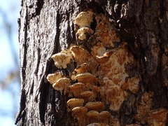 Irpiciporus