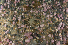 Leurocyclus tuberculosus