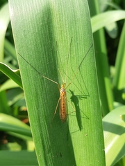 Nephrotoma ferruginea