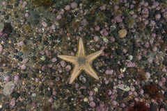 Astropecten brasiliensis
