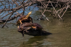 Phrynops geoffroanus