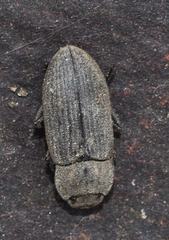 Gonocephalum rusticum