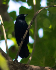 Tachyphonus coronatus