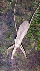 Stenopoda
