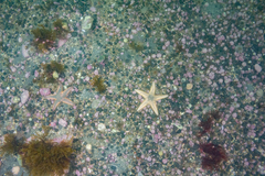 Astropecten brasiliensis