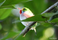 Todus multicolor