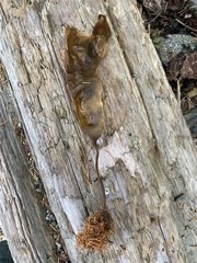 Saccharina latissima