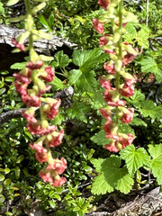 Ribes magellanicum