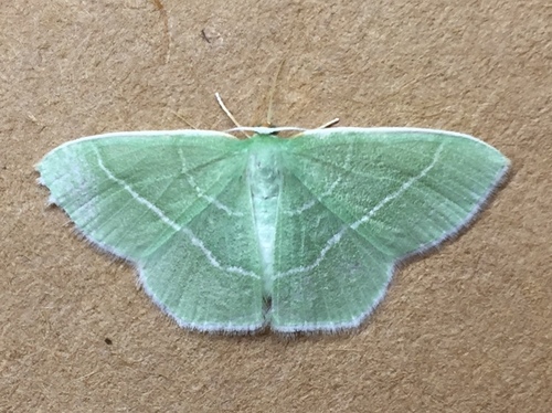 Appalachian Emerald