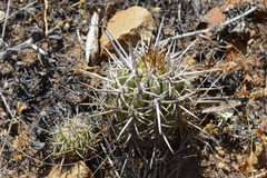 Trichocereus chiloensis