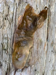 Saccharina latissima