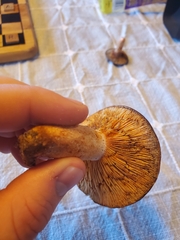 Lactarius rubrilacteus