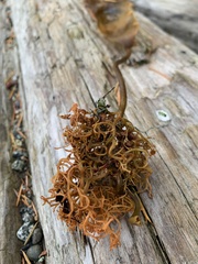 Saccharina latissima