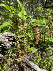 Ribes magellanicum