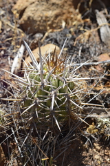 Trichocereus chiloensis