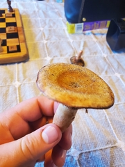 Lactarius rubrilacteus