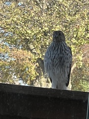 Accipiter cooperii