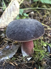 Xerocomellus atropurpureus