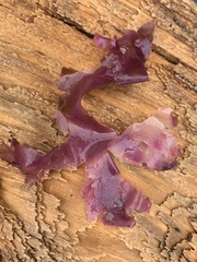 Cryptopleureae