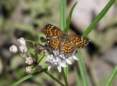 Emesis phyciodoides