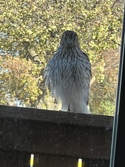 Accipiter cooperii