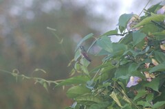 Chrysuronia versicolor