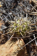 Trichocereus chiloensis