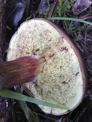 Xerocomellus atropurpureus