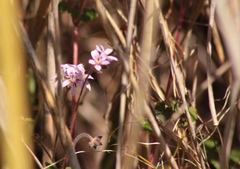 Pelargonium australe
