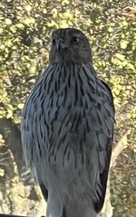 Accipiter cooperii