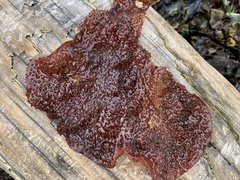 Chondracanthus exasperatus