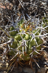 Trichocereus chiloensis