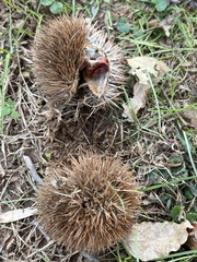 Castanea mollissima