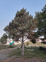 Cupressaceae