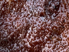 Chondracanthus exasperatus