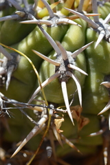 Trichocereus chiloensis