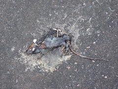 Rattus rattus