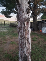 Cupressaceae