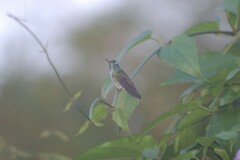 Chrysuronia versicolor