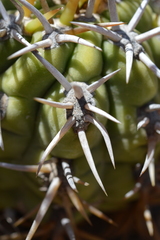 Trichocereus chiloensis