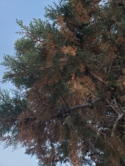 Cupressaceae